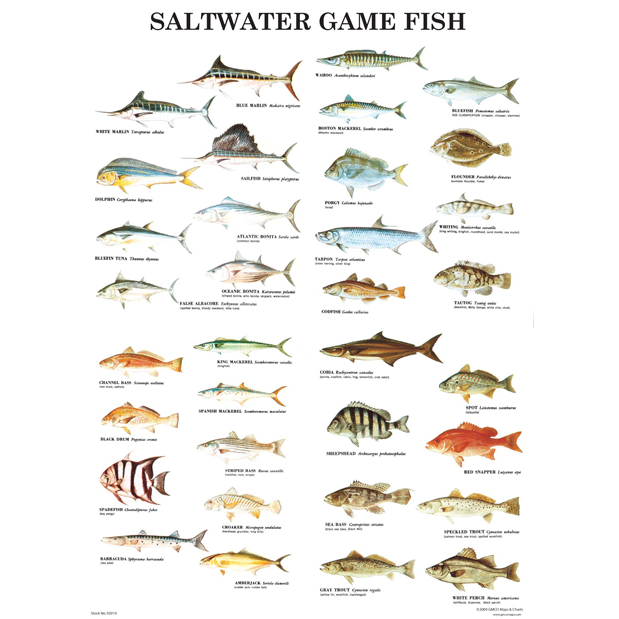 North Carolina Saltwater Fish Species Chart