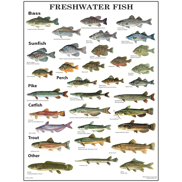 GMCO's Freshwater Fish Poster Laminated