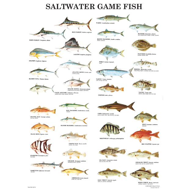 GMCO's Saltwater Game Fish Poster Laminated - GMCO Maps